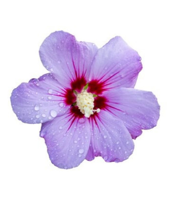 Parfum - Hibiscus