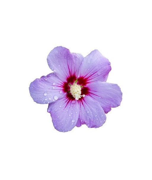 Parfum - Hibiscus