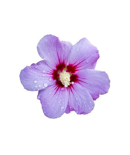 Parfum - Hibiscus